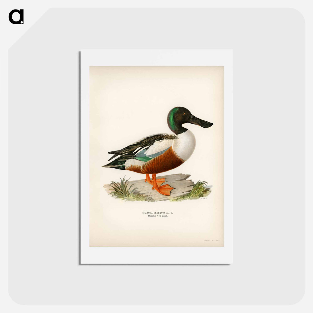 アートポストカード-Cinnamon Teal
- スヴェンスカ フォグラル Postcard.