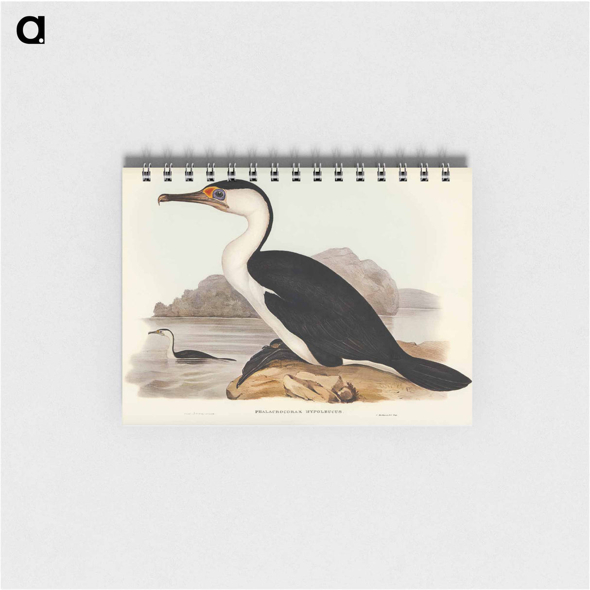 アートメモ帳-Pied Cormorant
- オーストラリアの鳥 Memo.