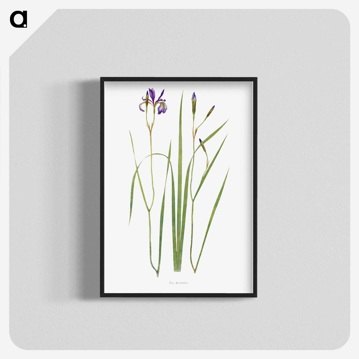 1-42_The-Genus-Iris_blk-crop