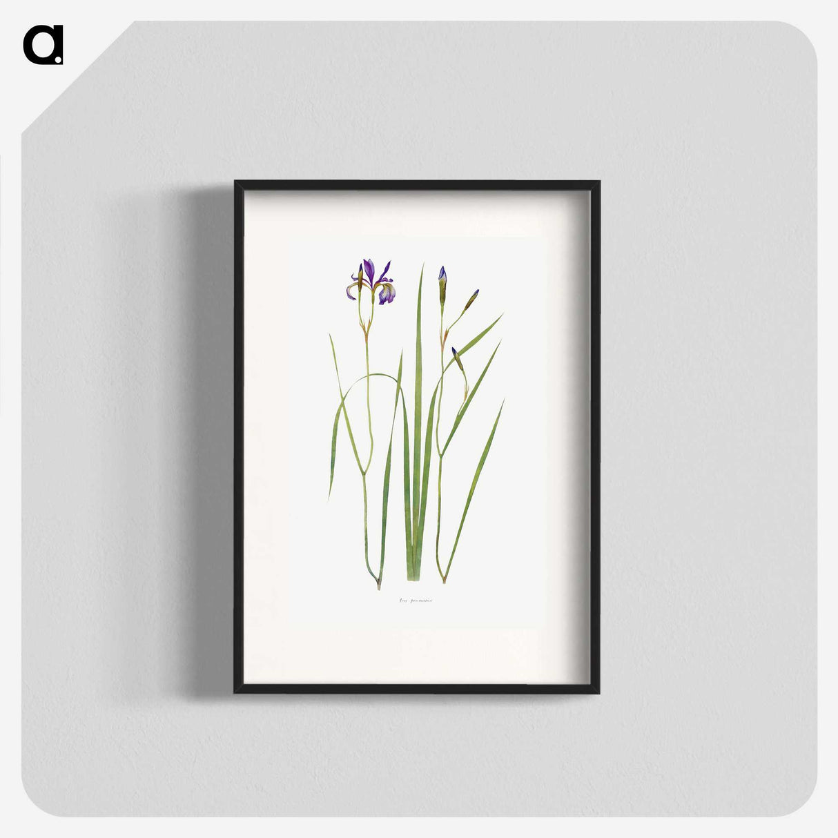 1-42_The-Genus-Iris_blk