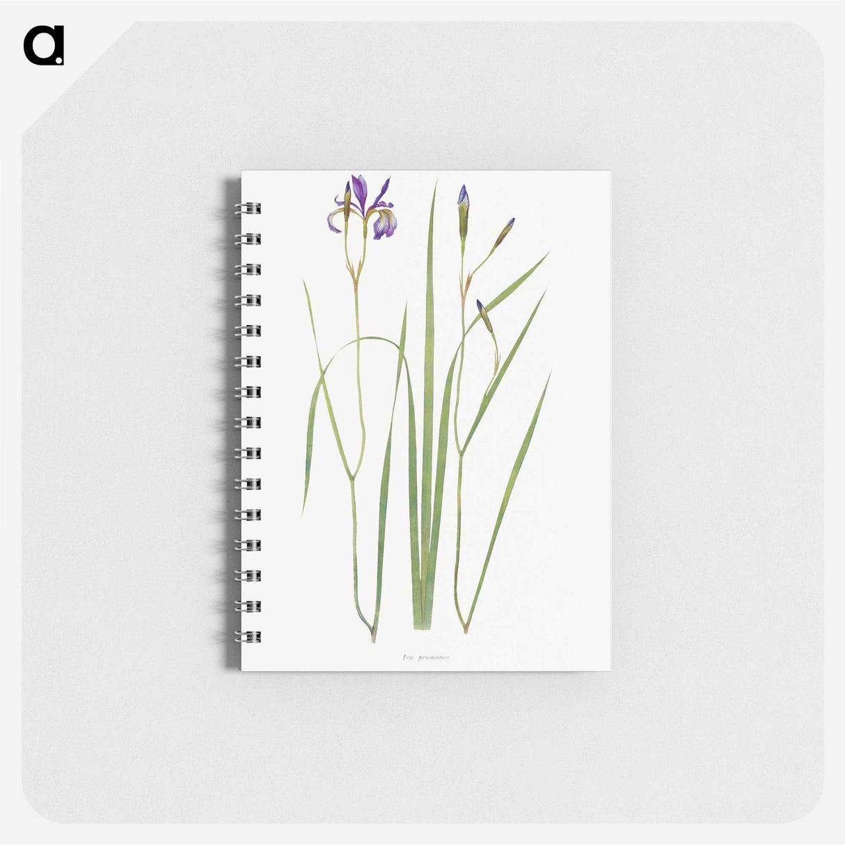 1-42_The-Genus-Iris_memo