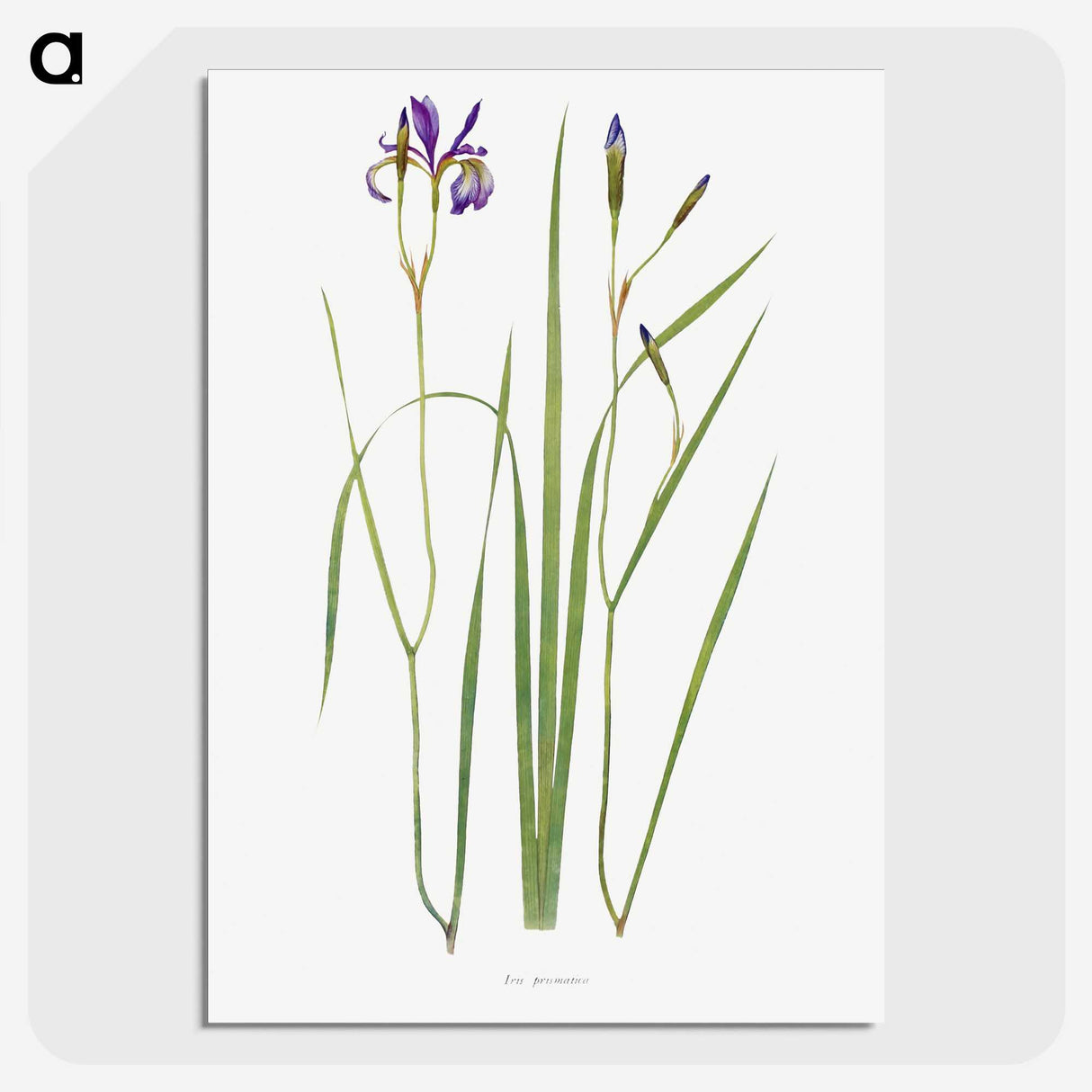 1-42_The-Genus-Iris_picture-crop