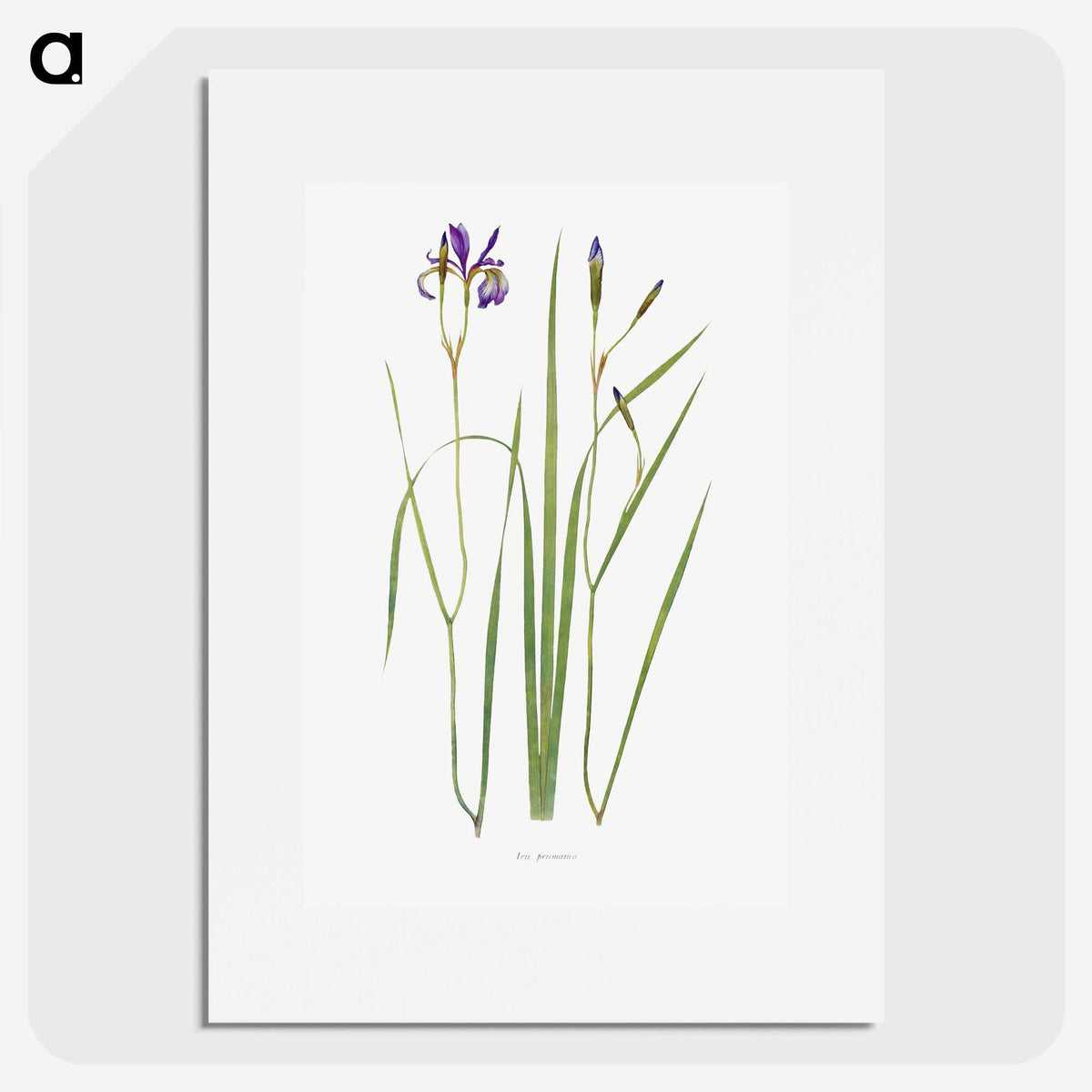 1-42_The-Genus-Iris_picture