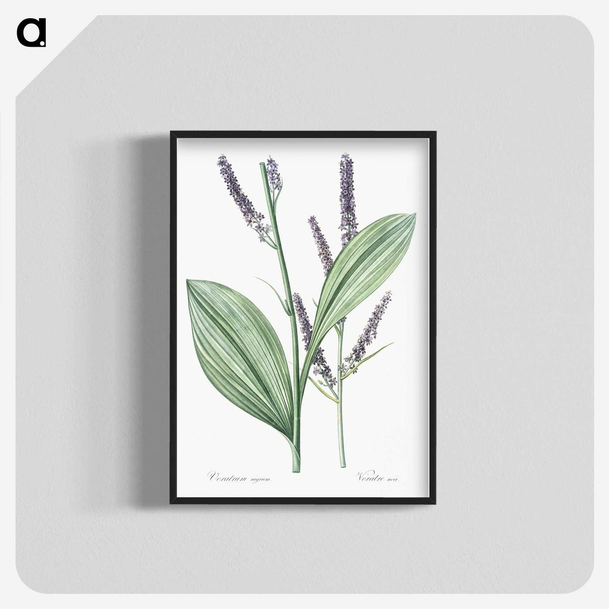 1-42_The-Lilies_blk-crop