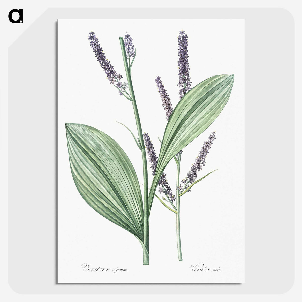 1-42_The-Lilies_picture-crop
