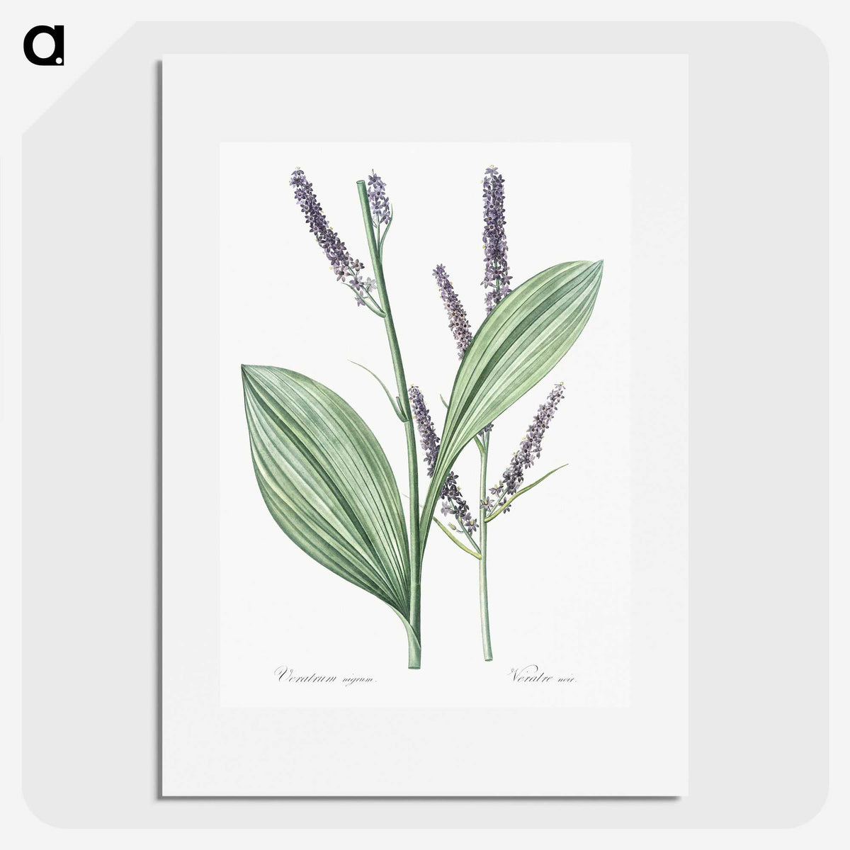 1-42_The-Lilies_picture