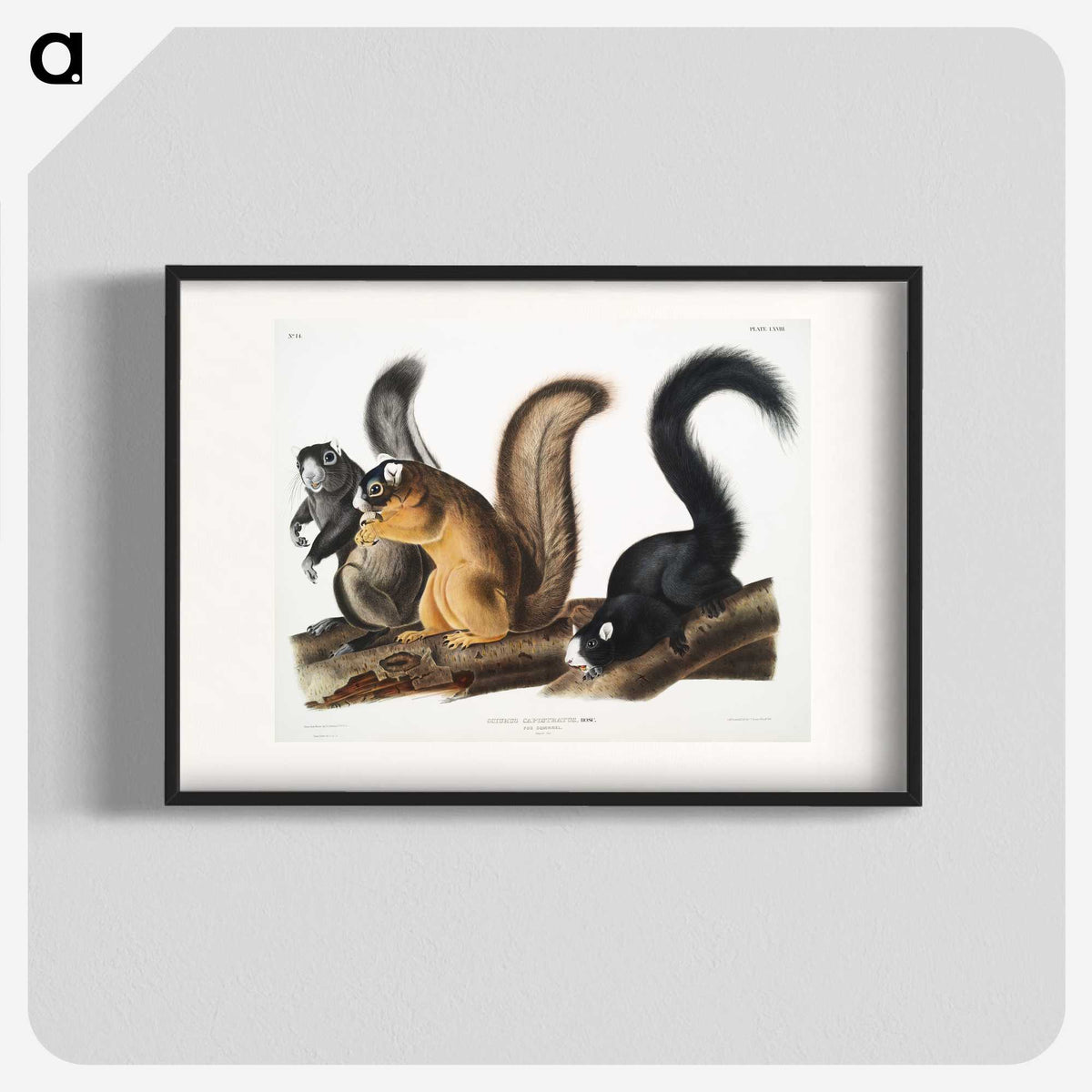 1-42_The-Viviparous-Quadrupeds_blk