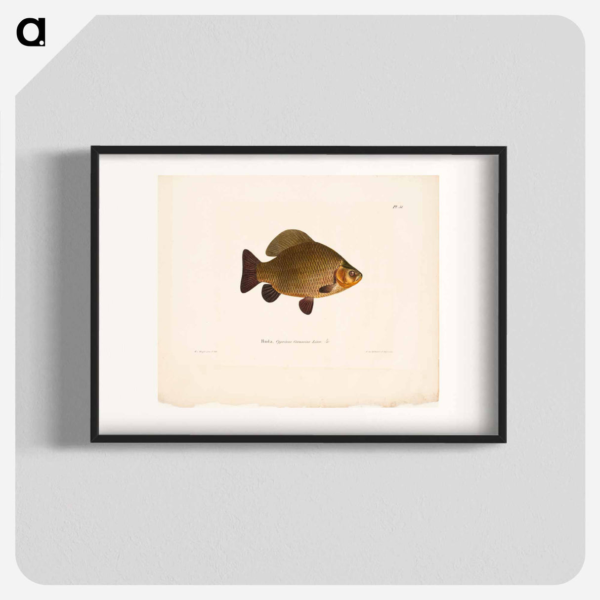 Crucian carp - ヴィルヘルム フォン ライト Poster.