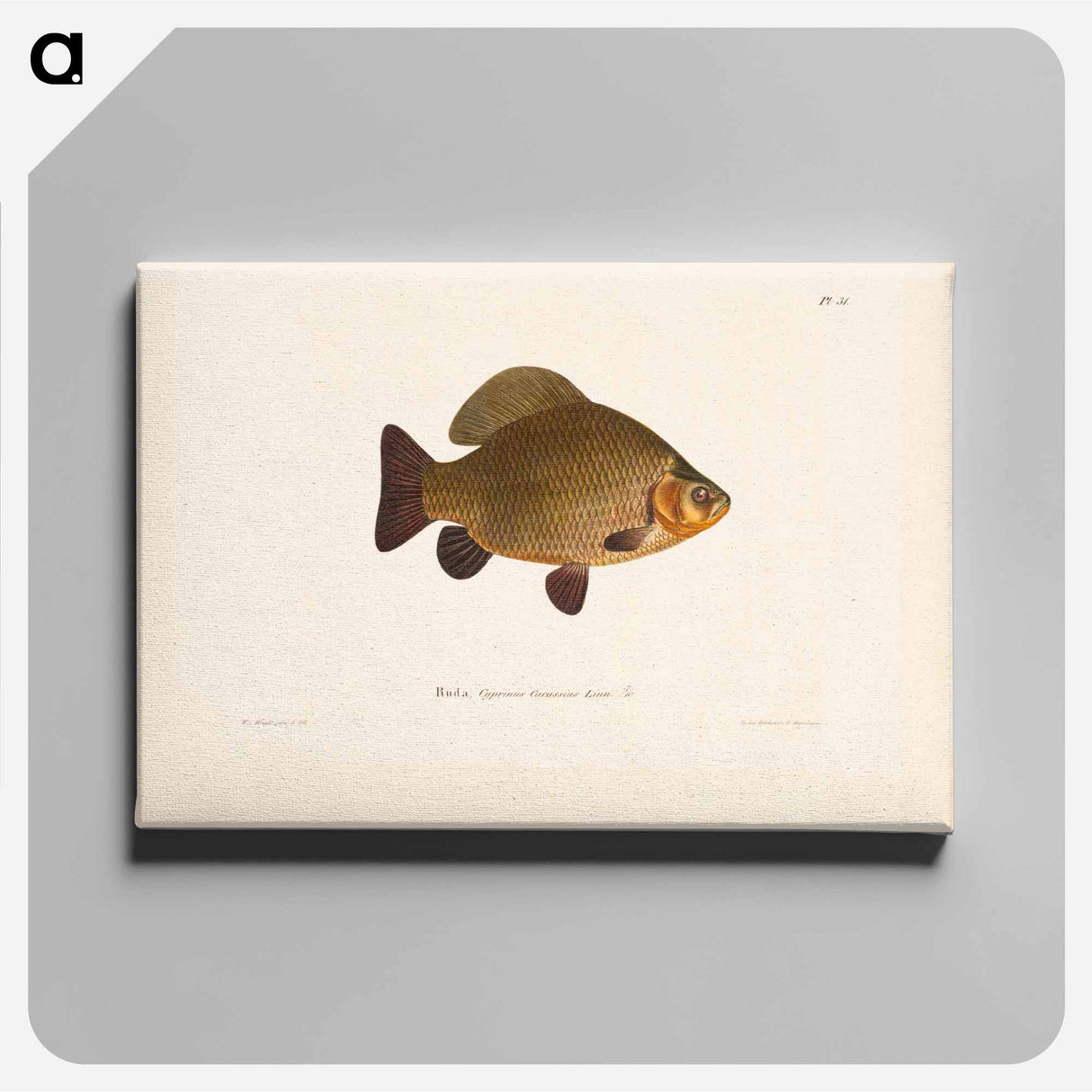 Crucian carp - Wilhelm von Wright Canvas.