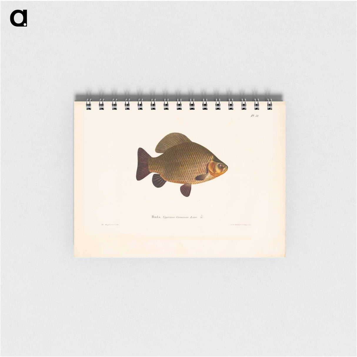 Crucian carp - ヴィルヘルム フォン ライト Memo.