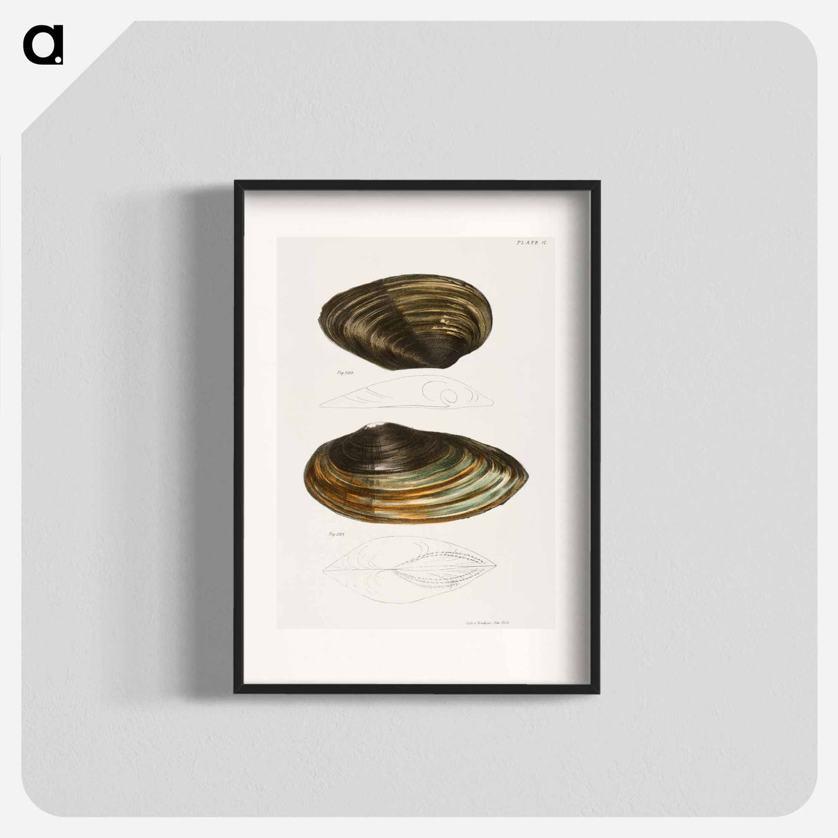 Anodon plana. Anodon excurvata. - ニューヨークの動物学 Poster.