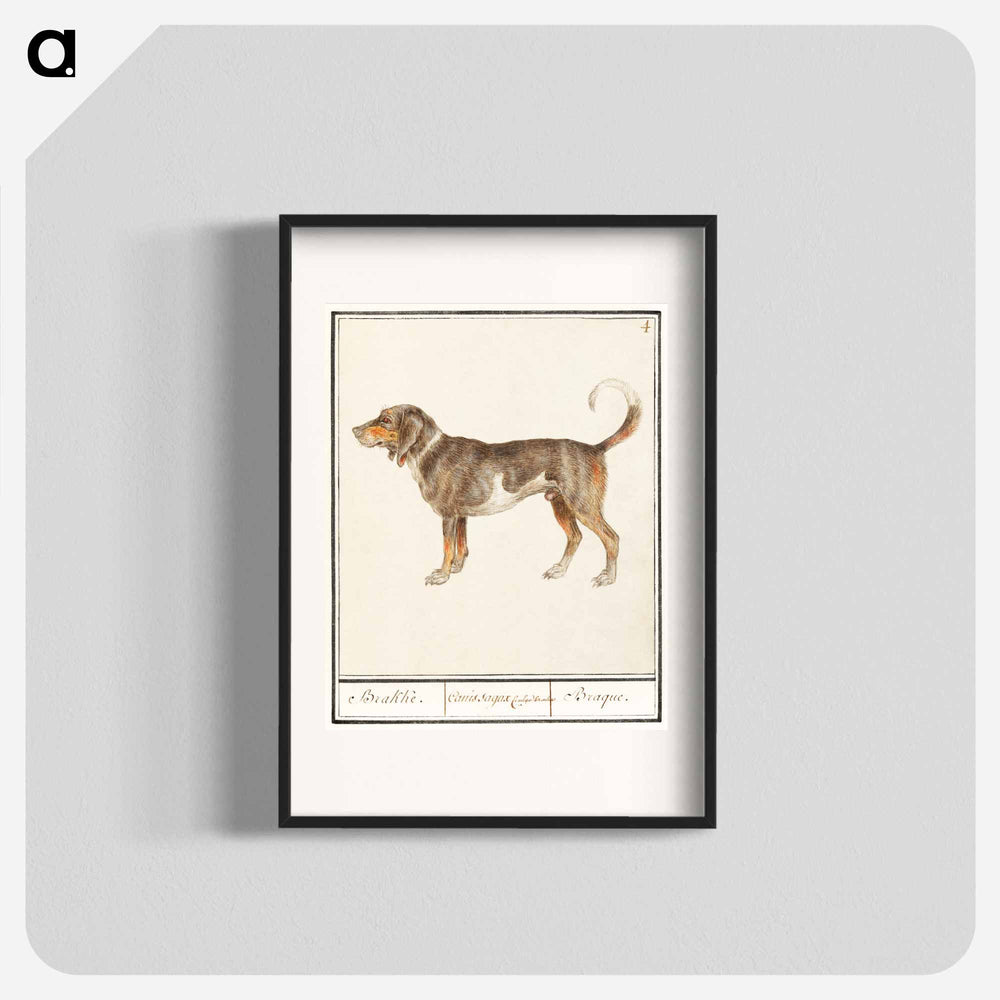 Beagle or Braque - アンセルムス ボエティウス デ ブート Poster.