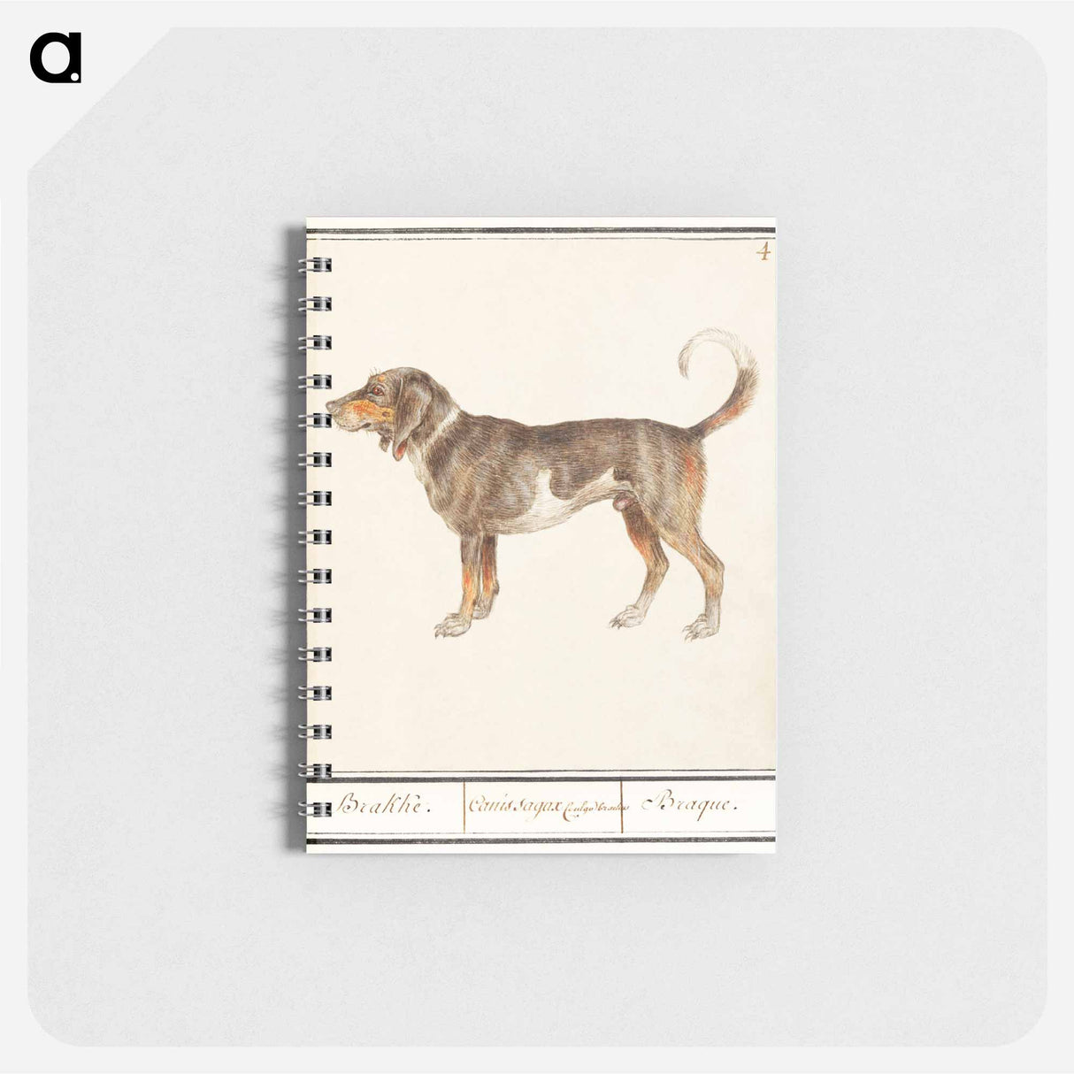 アートメモ帳-Beagle or Braque - アンセルムス ボエティウス デ ブート Memo.