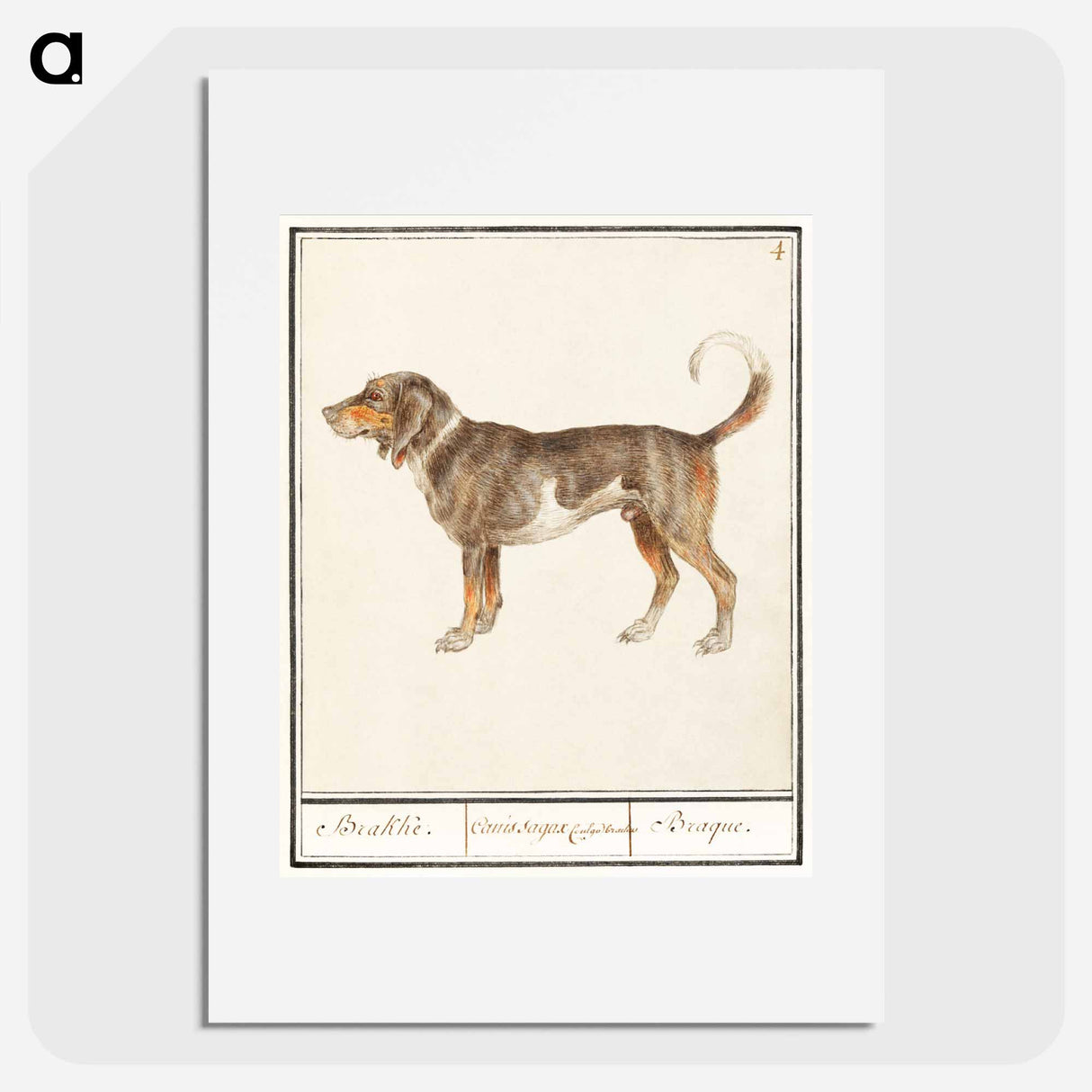 Beagle or Braque - アンセルムス ボエティウス デ ブート Poster.
