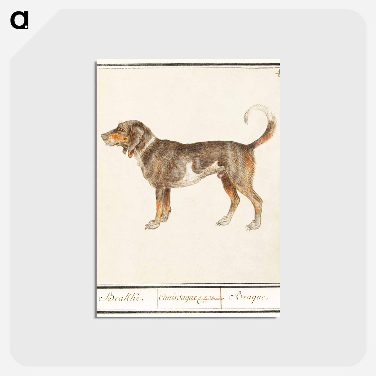 アートポストカード-Beagle or Braque - アンセルムス ボエティウス デ ブート Postcard.