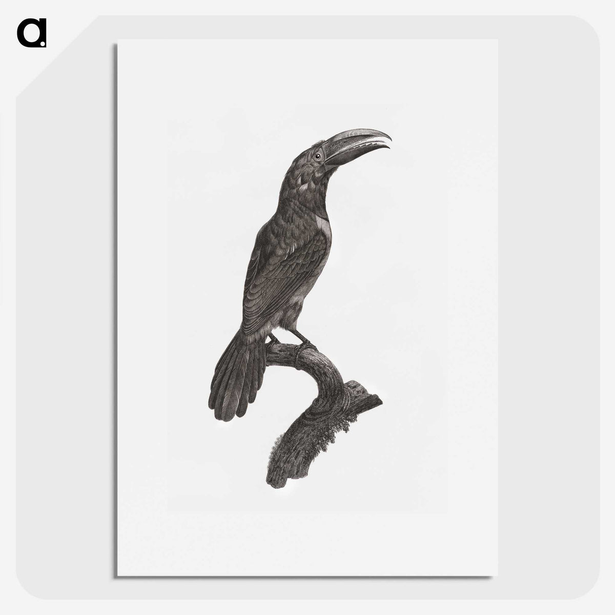 1-43_Des-Oiseaux-de-Paradis_picture