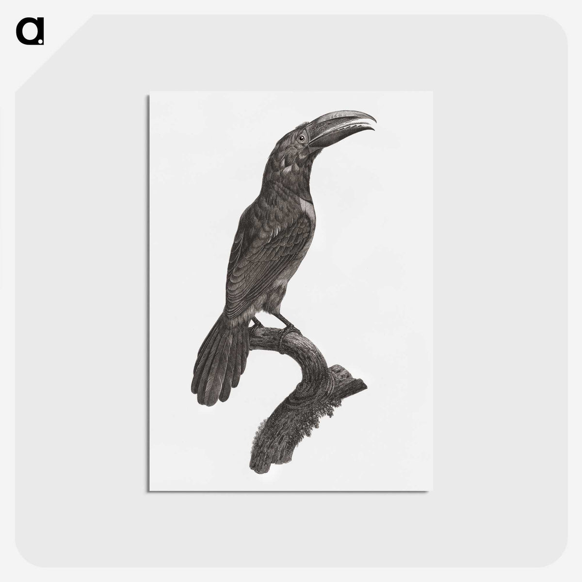1-43_Des-Oiseaux-de-Paradis_postcard