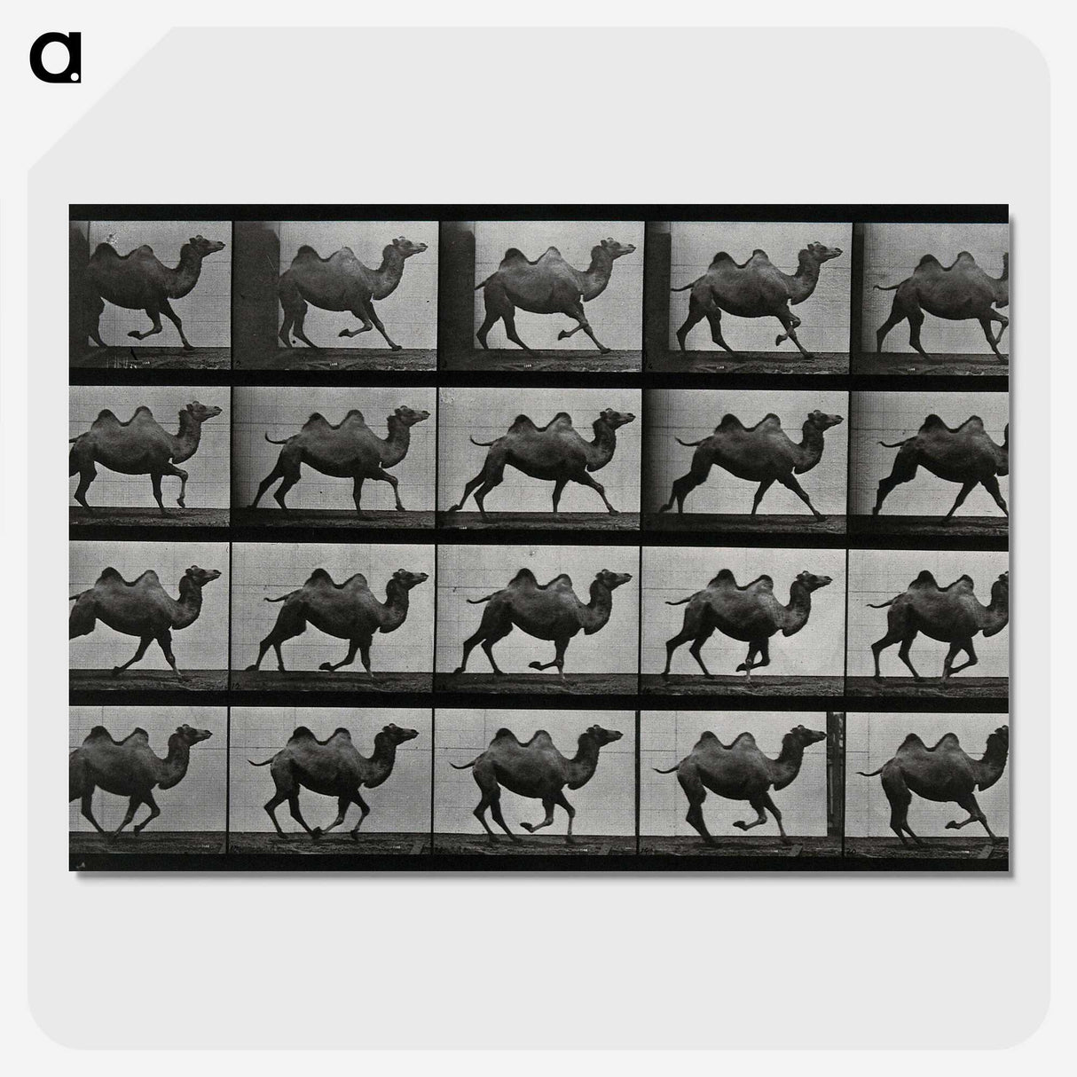 1-43_Eadweard-Muybridge_picture-crop
