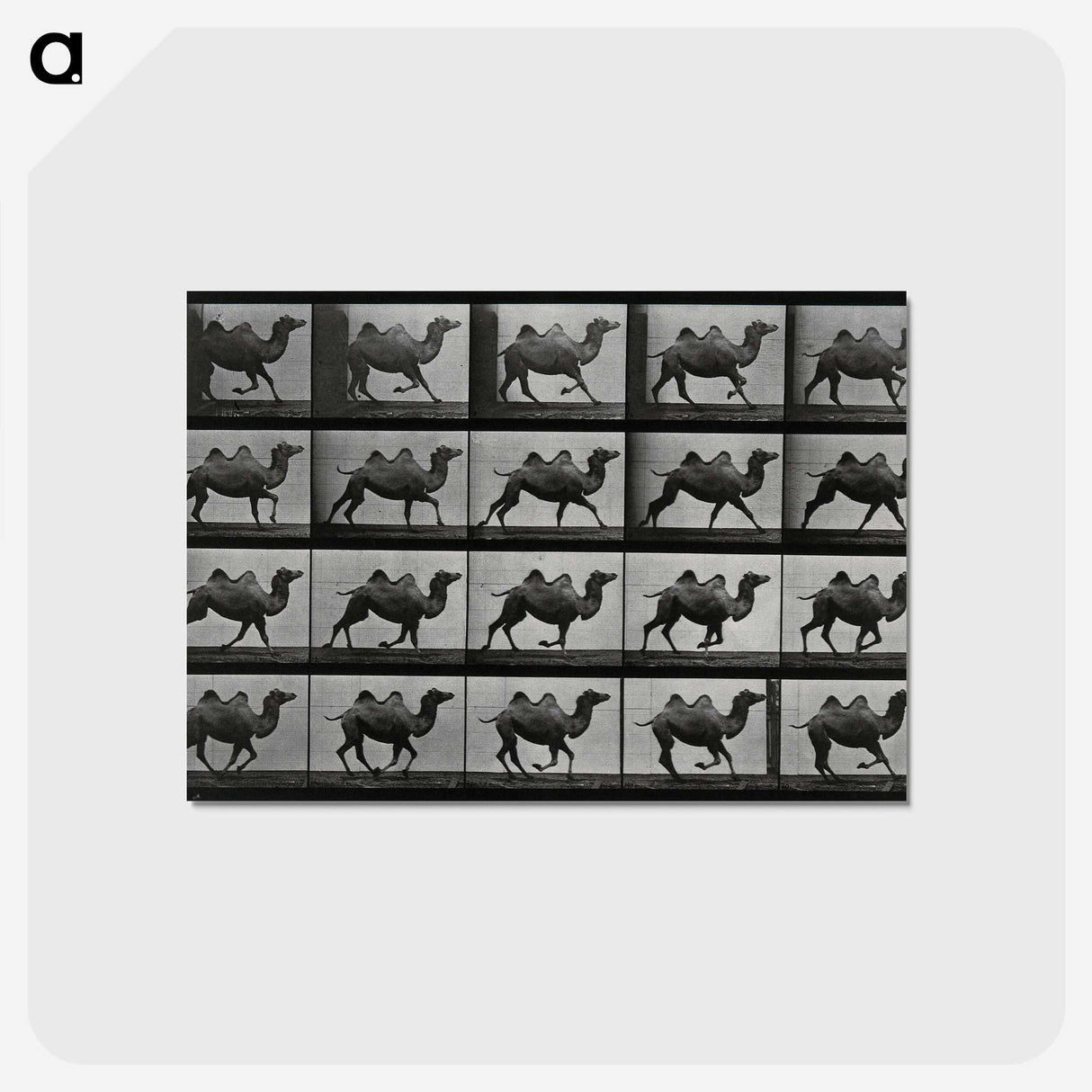 1-43_Eadweard-Muybridge_postcard