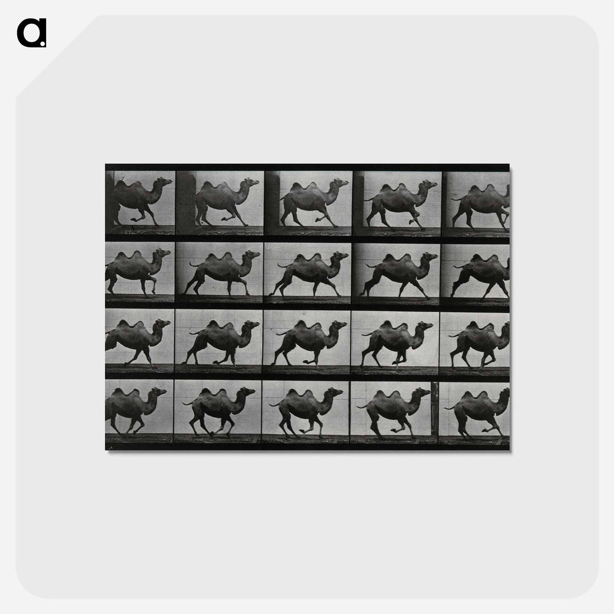 アートポストカード-Running Double Humpback Camel
- エドワード マイブリッジ Postcard.
