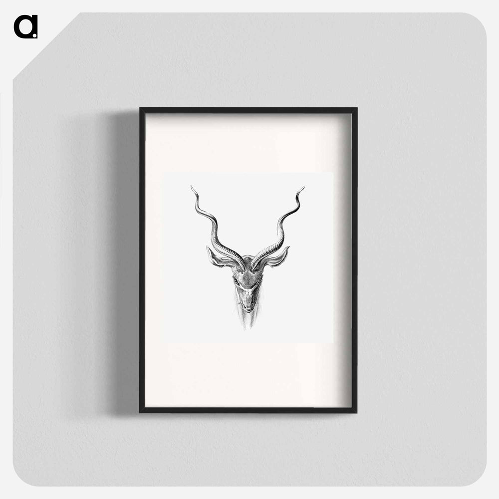 Vintage antelope wildlife illustration - エルンスト ヘッケル Poster.