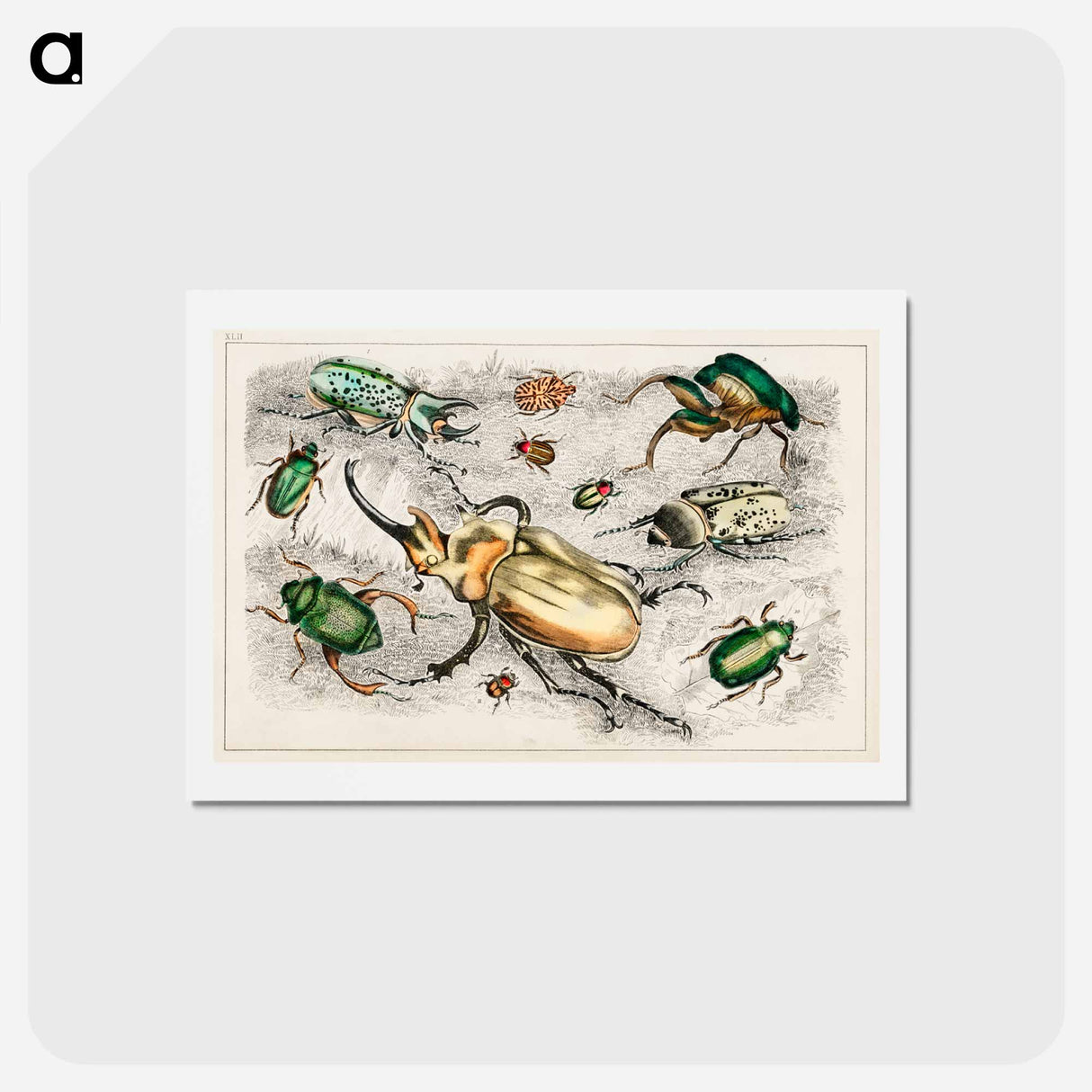 アートポストカード-Beetle Collection
- ゴールドスミスの生き生きとした自然 Postcard.