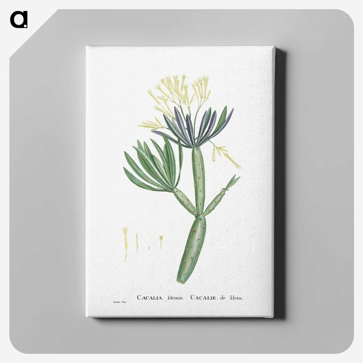 1-43_Histoire-des-Plantes-Grasses_canvas