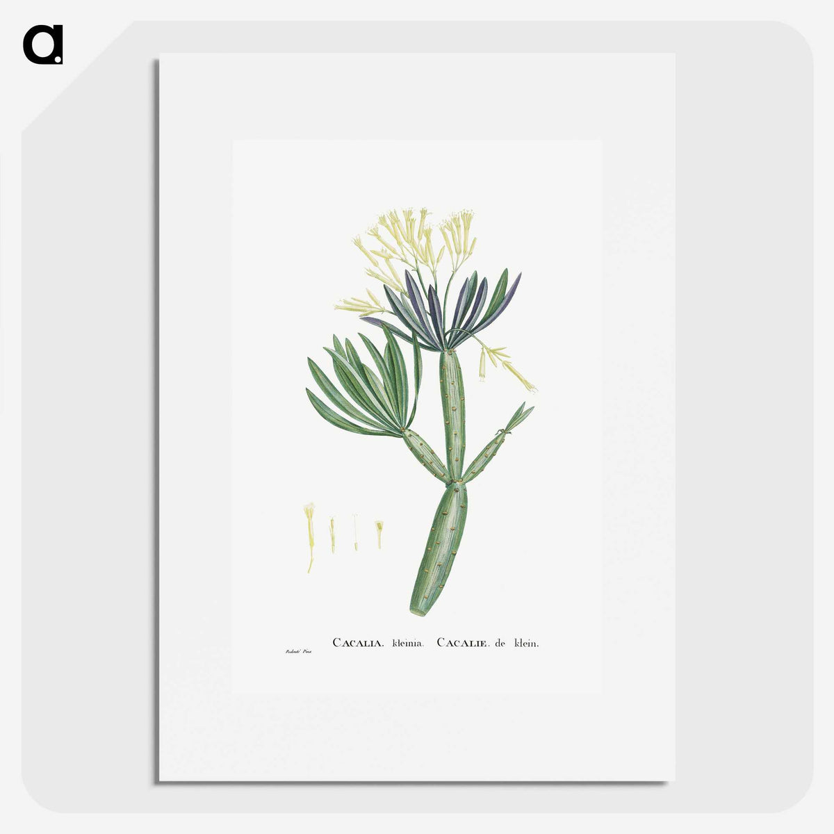 1-43_Histoire-des-Plantes-Grasses_picture