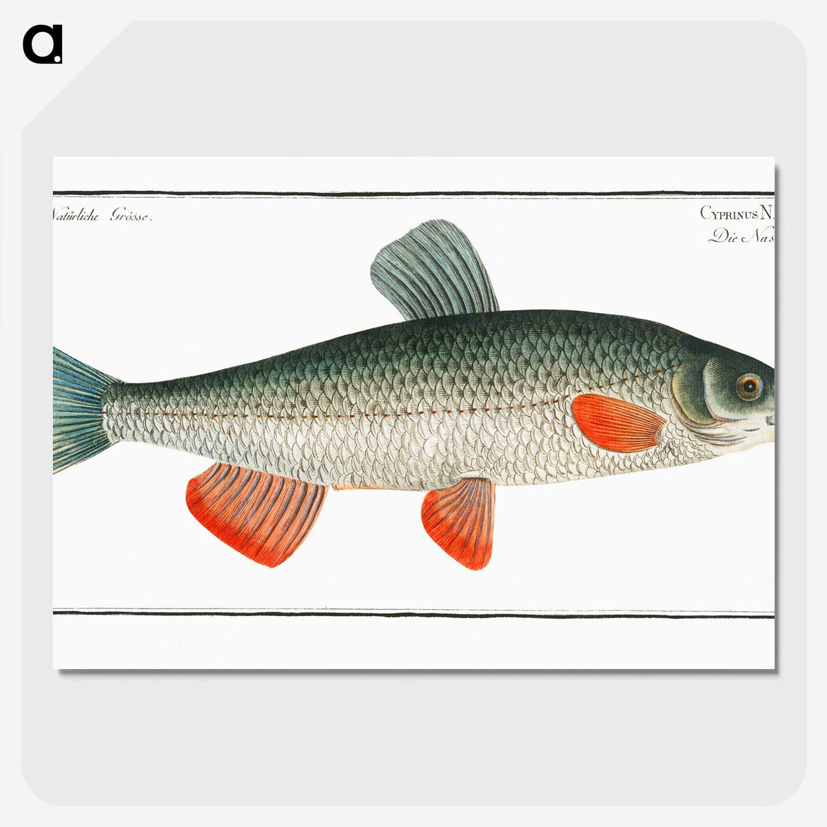 1-43_Ichtyologie-ou-Histoire-naturelle_picture-crop