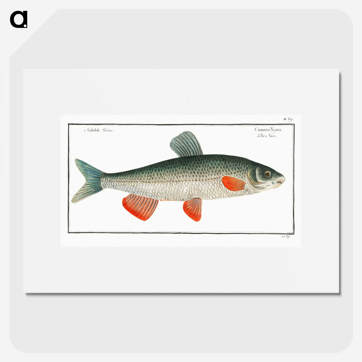 1-43_Ichtyologie-ou-Histoire-naturelle_picture