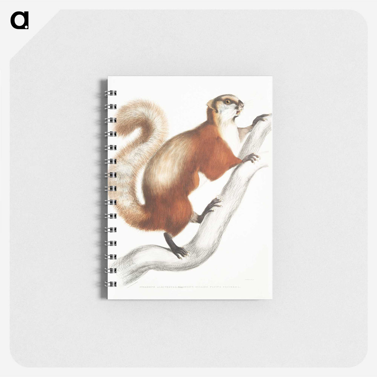 1-43_Indian-Zoology_memo