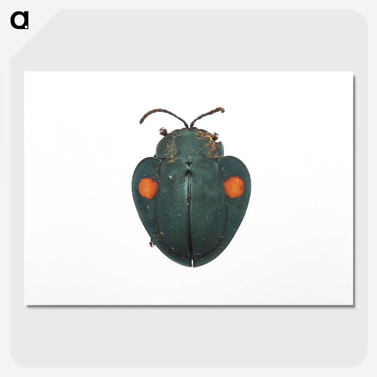 1-43_Insects-Unlocked-Project_picture-crop