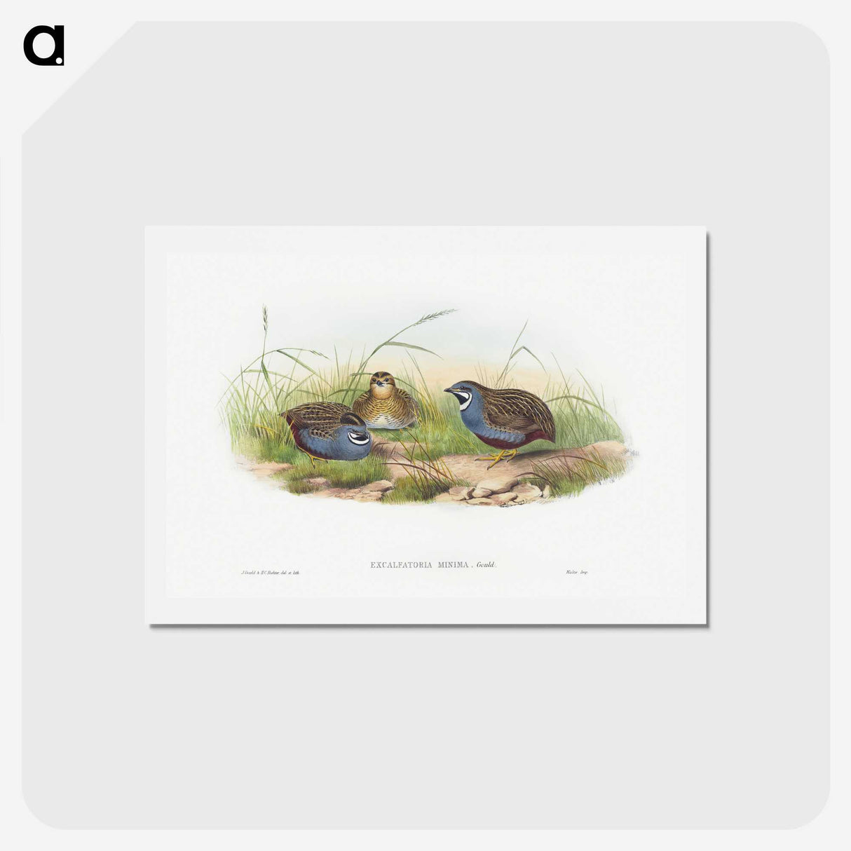 1-43_John-Gould_hagaki