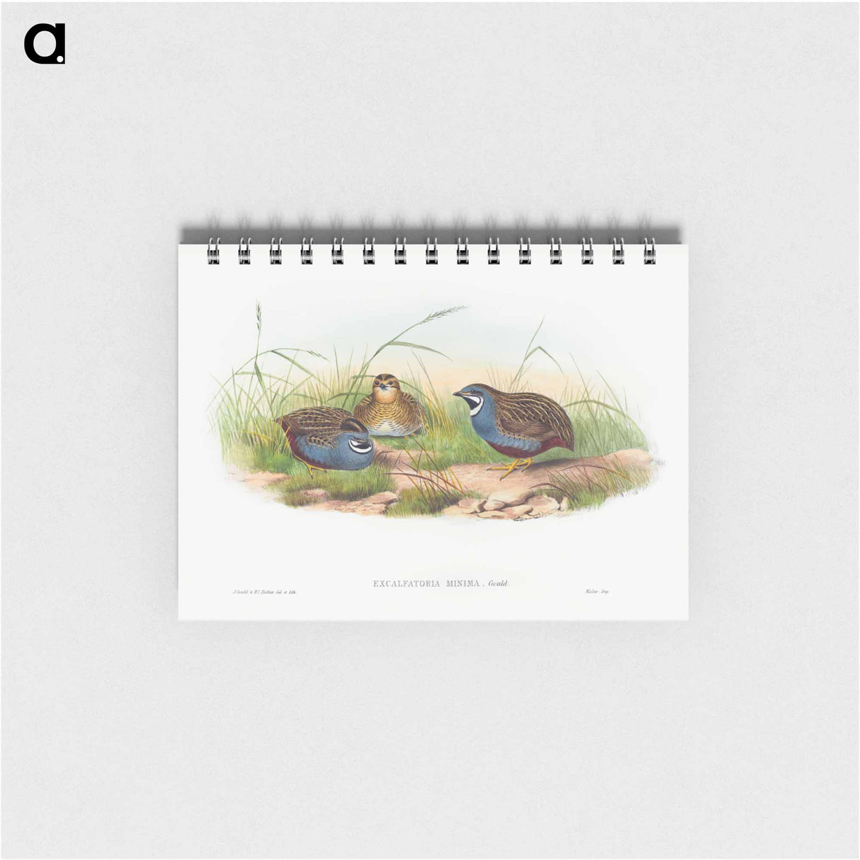 アートメモ帳-Blue-breasted Quail
- ジョン グールド Memo.
