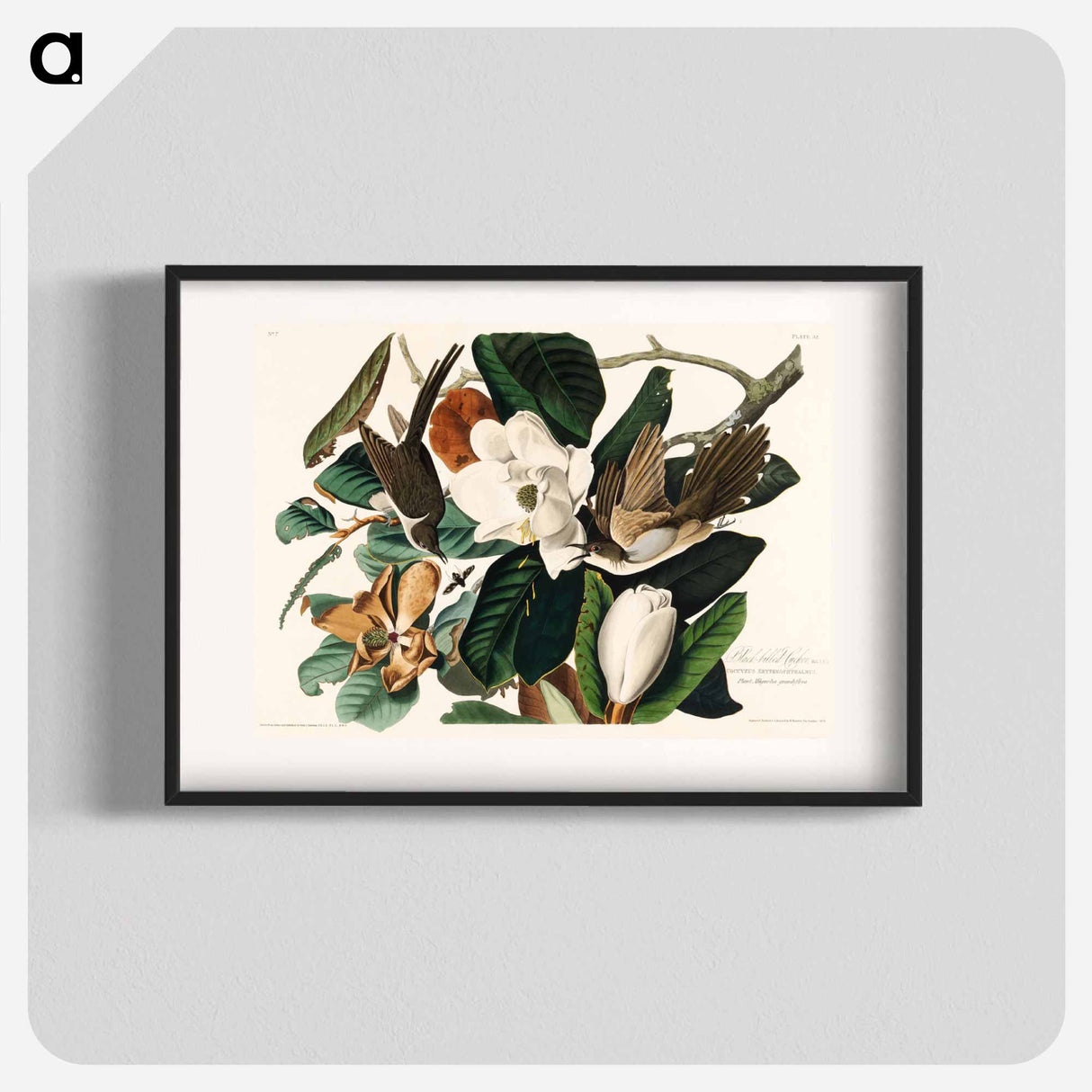 アートポスター-Black-billed Cuckoo
- ジョン ジェームス オーデュボン Poster.
