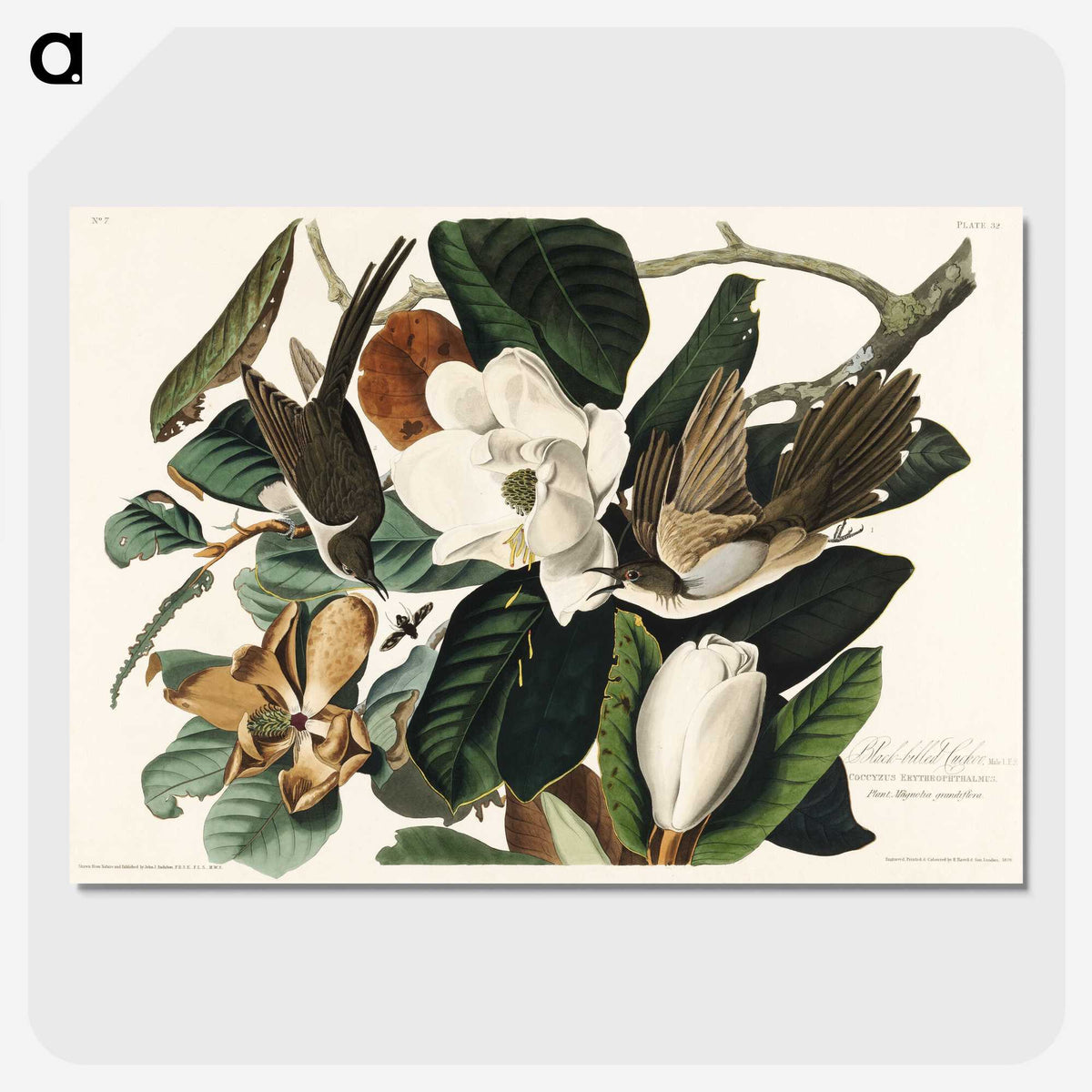 1-43_John-James-Audubon_picture-crop