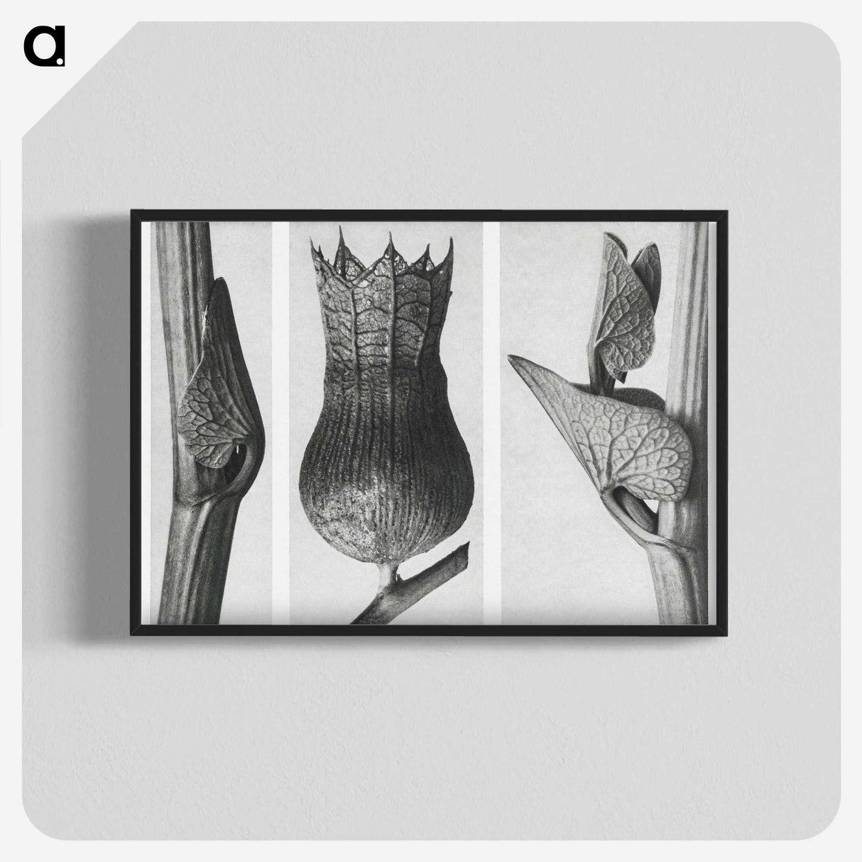 1-43_Karl-Blossfeldt_blk-crop