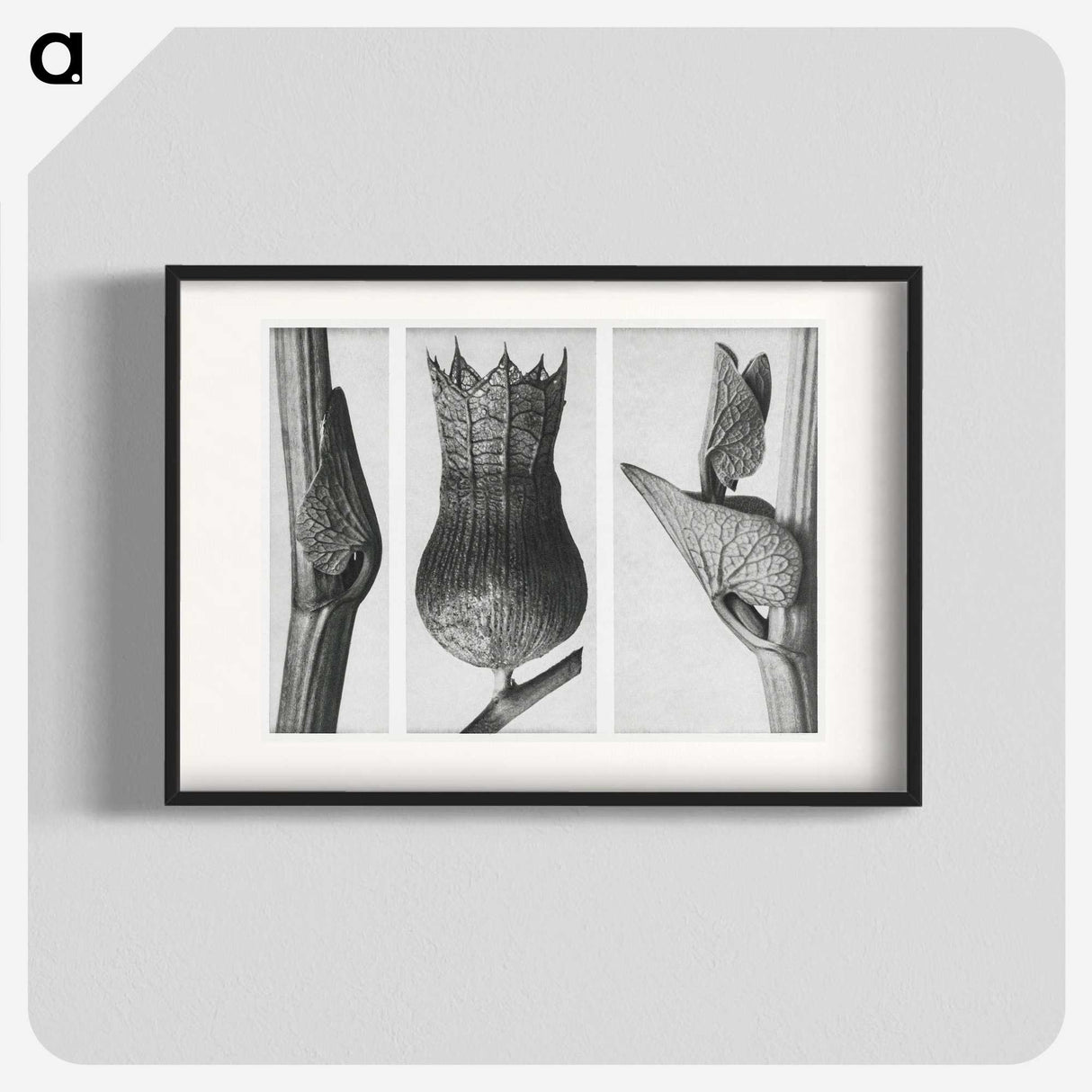1-43_Karl-Blossfeldt_blk