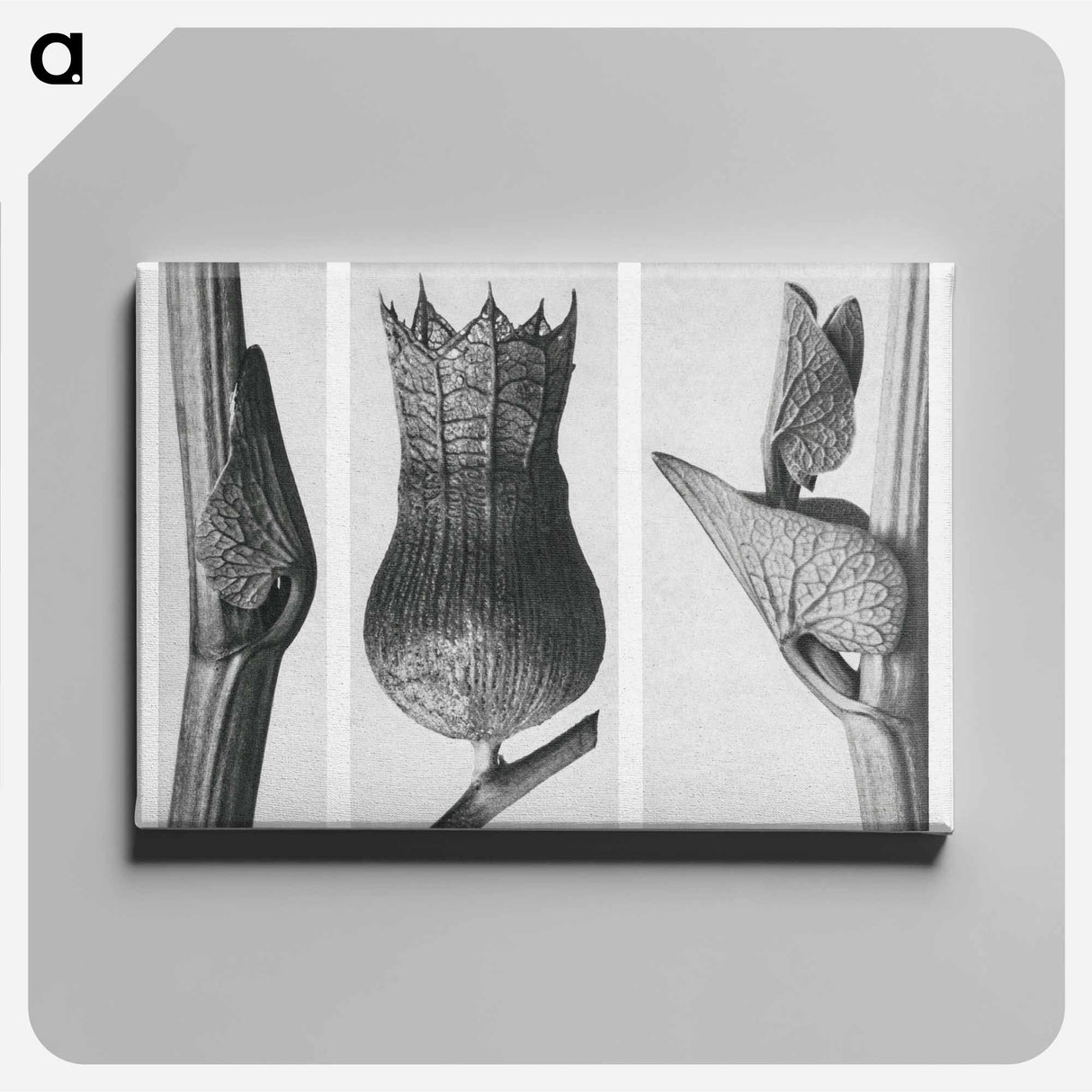 Ristolochia Clematitis (Birthwort) enlarged 8 times, Hyoscyamus Niger (Henbane) enlarged 10 times, and Aristolochia Clematitis (Birthwort) enlarged 8 times from Artwork by . Original - Karl Blossfeldt Canvas.