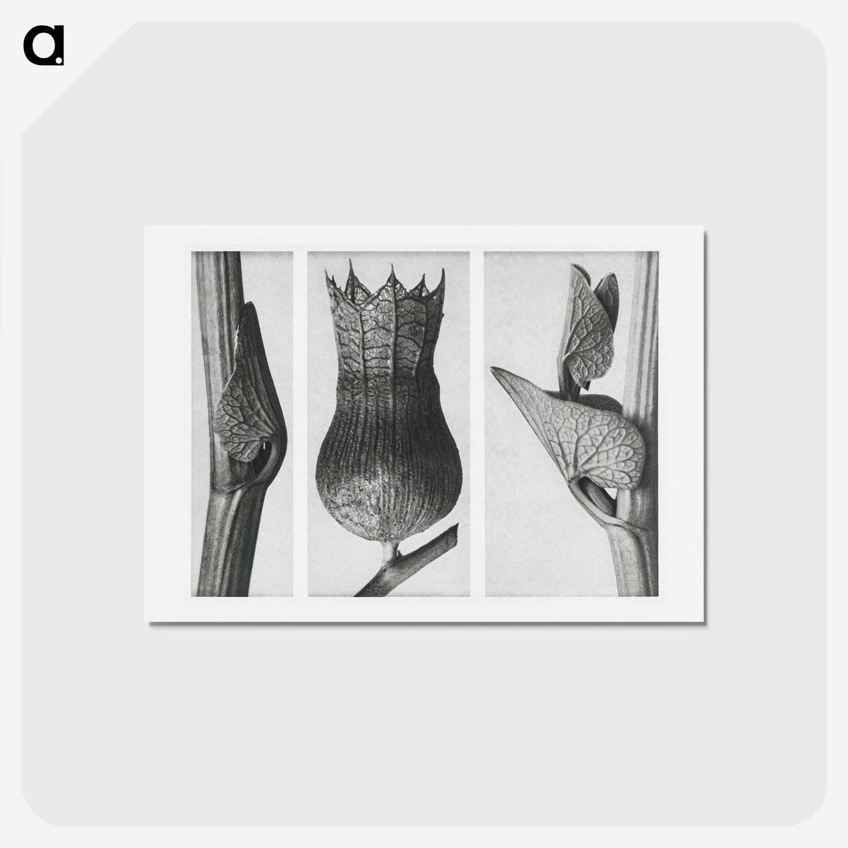 1-43_Karl-Blossfeldt_hagaki