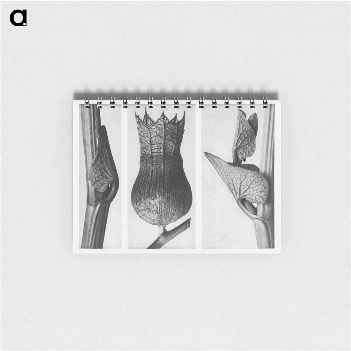 Ristolochia Clematitis (Birthwort) enlarged 8 times, Hyoscyamus Niger (Henbane) enlarged 10 times, and Aristolochia Clematitis (Birthwort) enlarged 8 times from Urformen der Kunst by . Original - カール ブロスフェルト Memo.