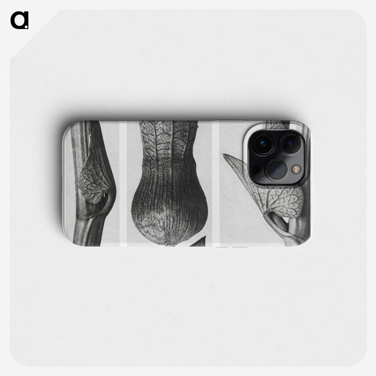 1-43_Karl-Blossfeldt_phone