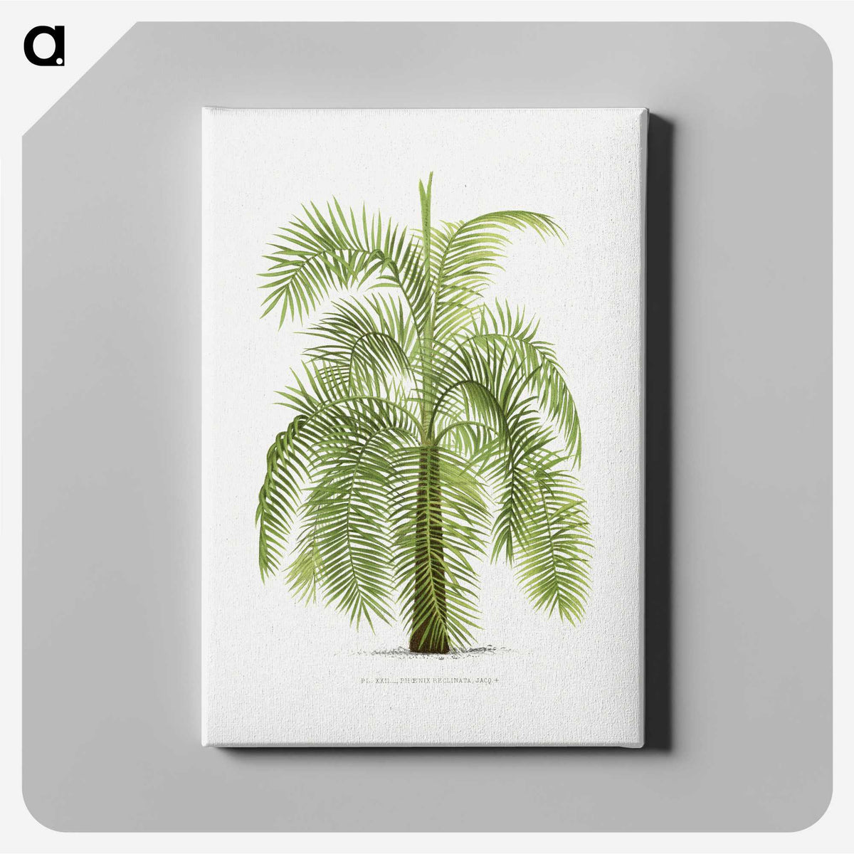 1-43_Les-Palmiers-Histoire-Iconographique_canvas
