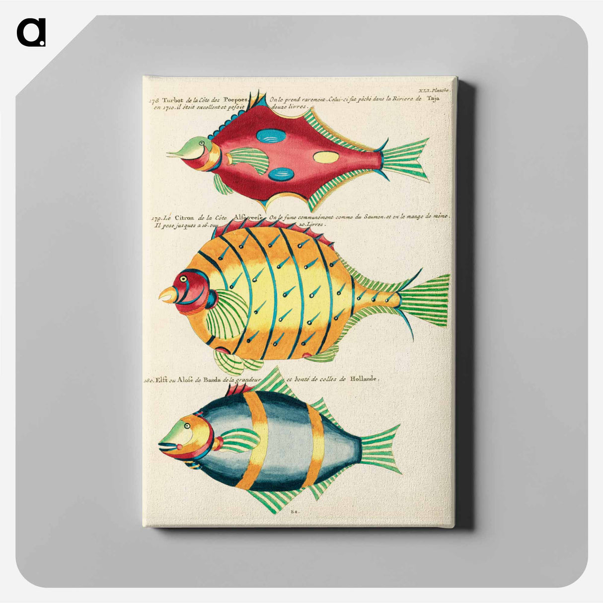 アートパネル-Moluccan Fishes
- ルイ ルナール Canvas.