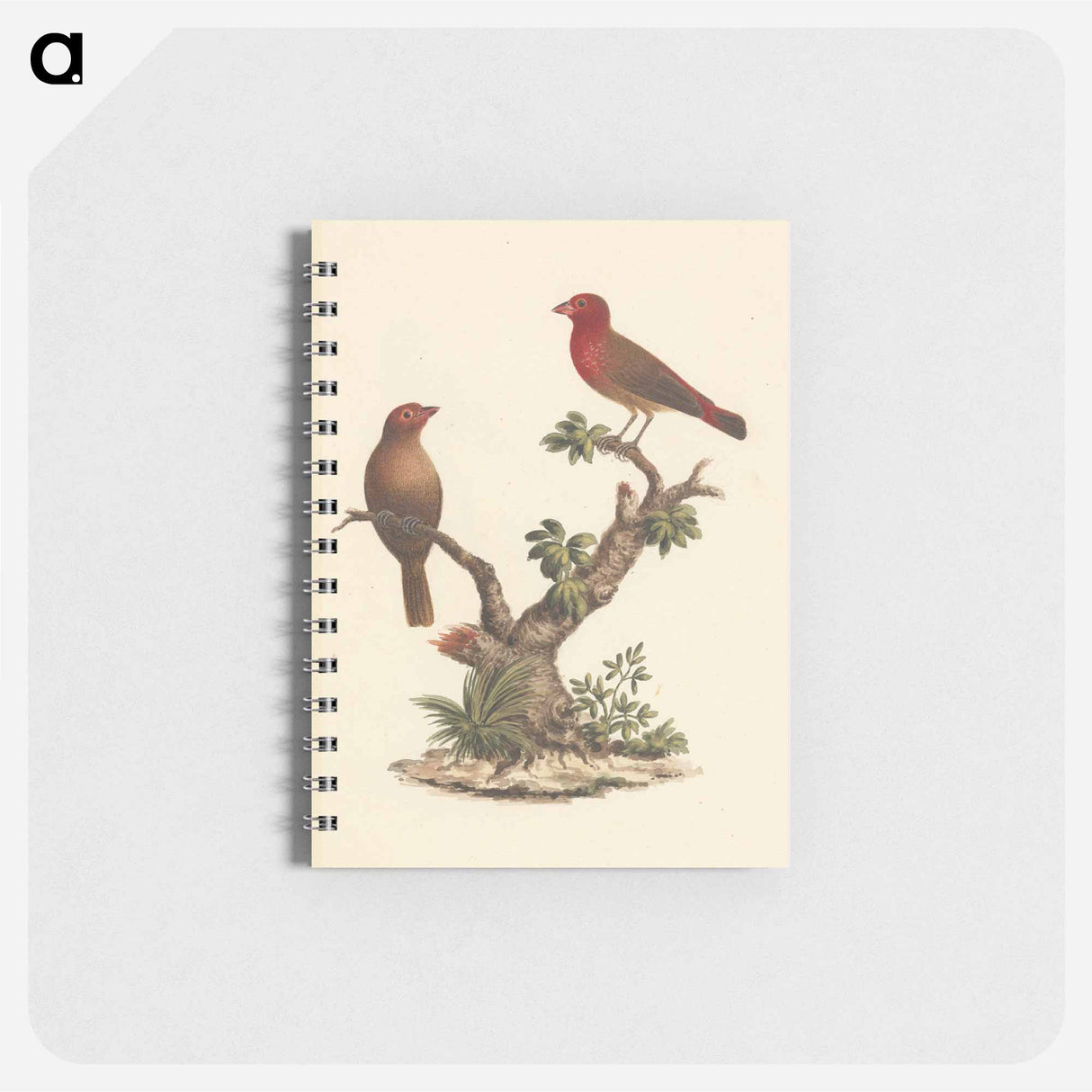 Red-billed Firefinch
- ルイージ バルガーニ Memo.