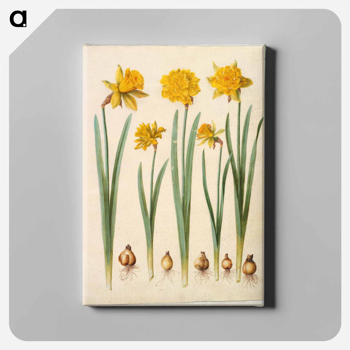 アートパネル-Narcissus pseudonarcissus
- マリア ジビーラ メーリアン Canvas.