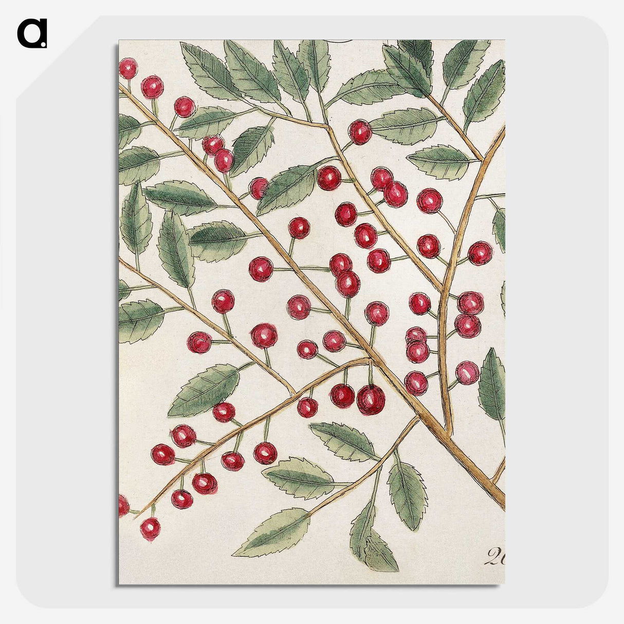 1-43_Mark-Catesby_picture-crop