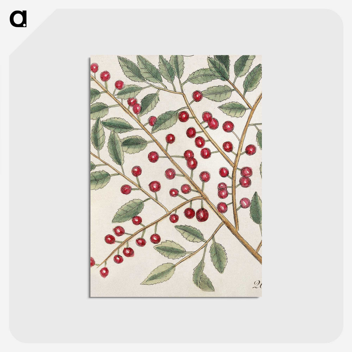 1-43_Mark-Catesby_postcard