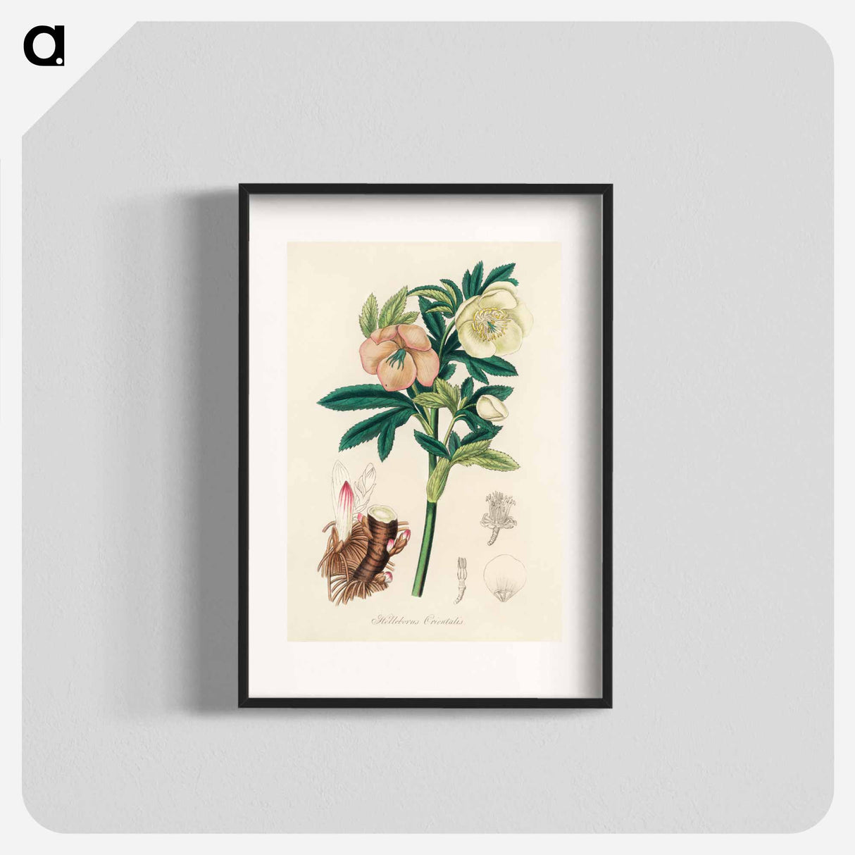 アートポスター-Helleborus orientalis Illustration
- 薬用植物学 Poster.