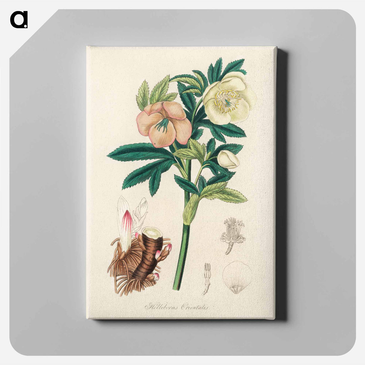 アートパネル-Helleborus orientalis Illustration
- 薬用植物学 Canvas.